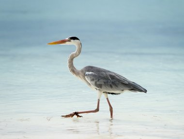 Heron Beach