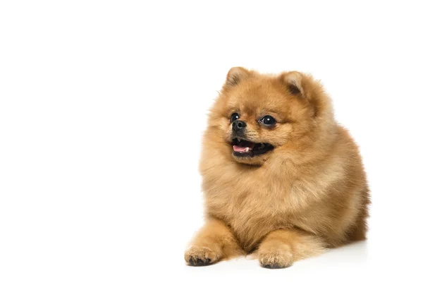 子犬ポメラニアン - 苦い — ストック写真