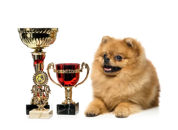 Spitz dog - champion — Stock Photo, Image