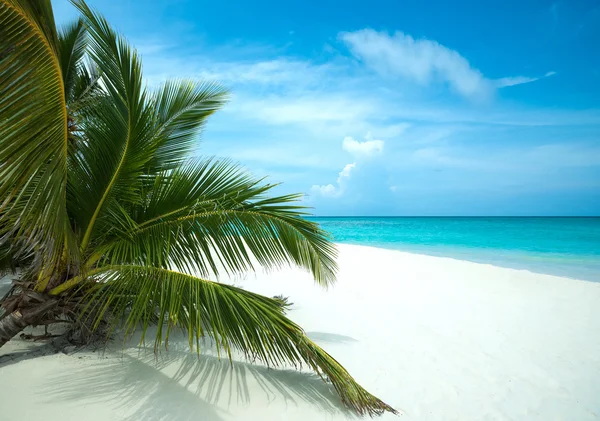 Playa perfecta isla tropical paraíso — Foto de Stock