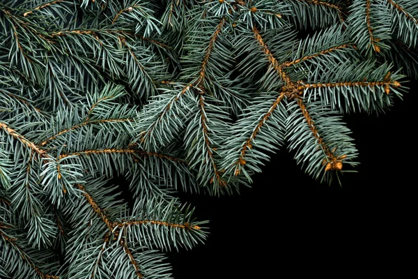 Vánoční strom izolované na černém pozadí — Stock fotografie