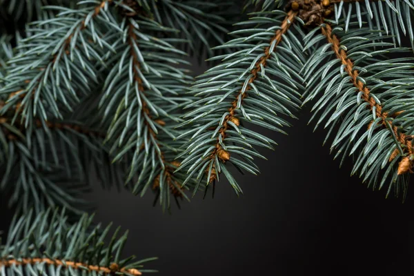 Vánoční strom izolované na černém pozadí — Stock fotografie