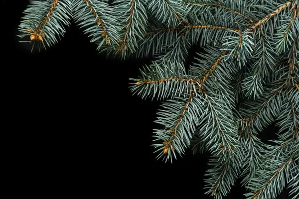 Weihnachtsbaum isoliert auf schwarzem Hintergrund — Stockfoto