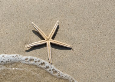 Deniz yıldızı kum üzerinde