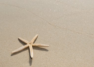 Deniz yıldızı kum üzerinde