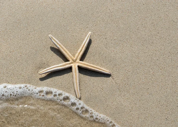 Estrella de mar sobre arena — Foto de Stock