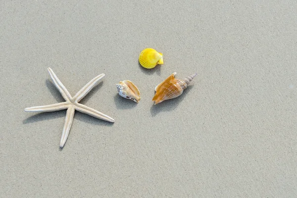 Starfish and shells — Stock Photo, Image