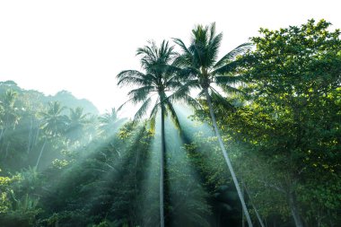 Güneş Ağaçların Arasında Işınlar