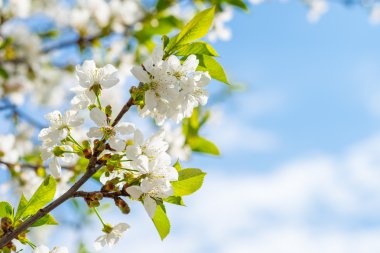 park ve gökyüzü bir bahar gününde kiraz çiçekleri beyaz çiçekler