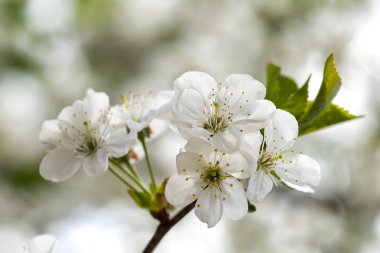 park ve gökyüzü bir bahar gününde kiraz çiçekleri beyaz çiçekler