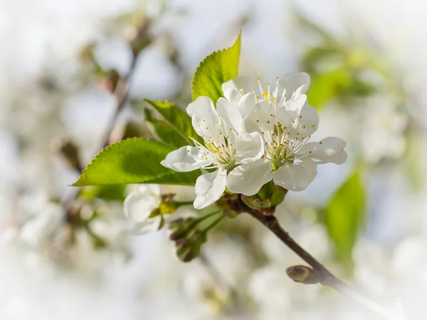 White flowers of the cherry blossoms on a spring day in the park and sky