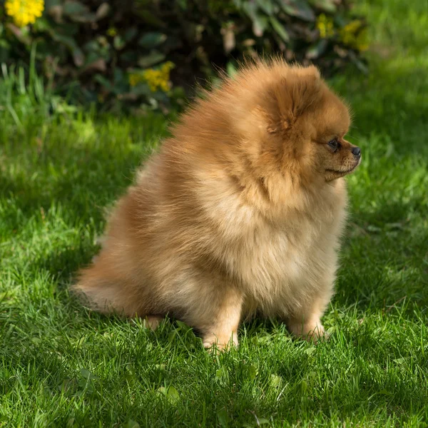 Young Pomeranian puppy Spitz sitting in the grass — Stock Photo, Image