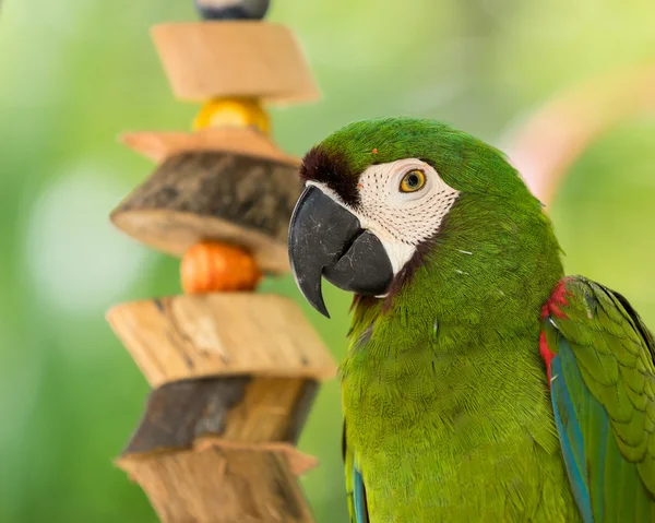 Guacamayo sentado en rama — Foto de Stock