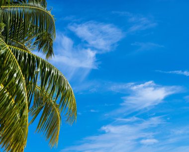 Yaz plaj arka plan - gökyüzü ve palmiye