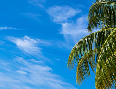 Yaz plaj arka plan - gökyüzü ve palmiye