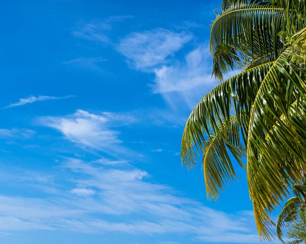 Sommer Strand Hintergrund - Himmel und Palmen — Stockfoto