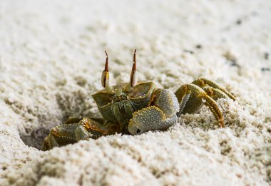 Sahilde yengeç