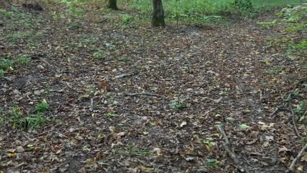 Прогулка в осеннем лесу замедленной съемки 10bit ProRes 4K — стоковое видео