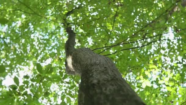 Cámara del bosque girando de árbol a hierba 10bit ProRes 4K — Vídeo de stock