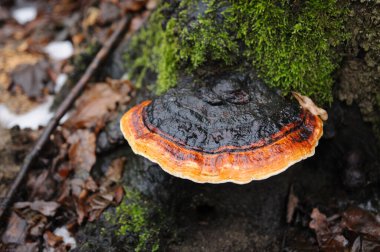 Yanan mantarlar ağaçta mantarlarla çevrili.