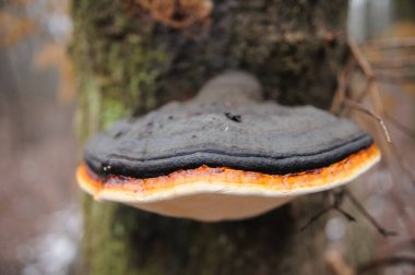 Yanan mantarlar ağaçta mantarlarla çevrili.