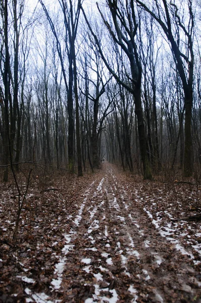 Der Dunkle Nebelwald Mit Braunen Blättern — Stockfoto