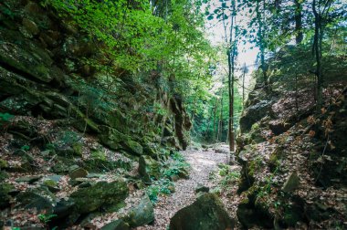 Dağ nehri taşı plajı ve yeşil ağaçlar