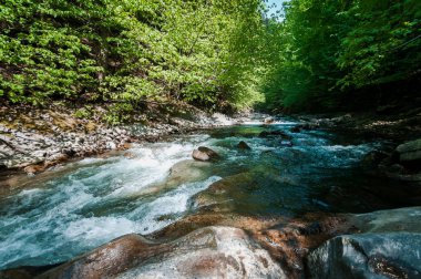Dağ nehri taşı plajı ve yeşil ağaçlar
