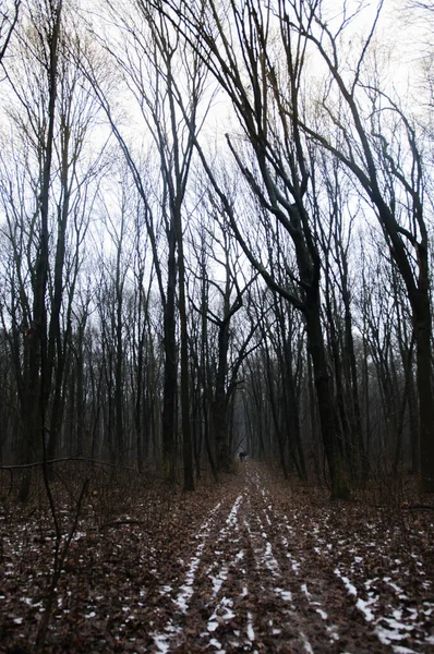 Donker mistig houten bos met bruine bladeren — Stockfoto