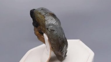 Doğal kaplan yüzlü. Dönen masaya labradorit oyulmuş.