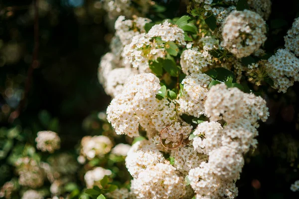Pair Golden Wedding Rings Background White Flowers — Stock Photo, Image