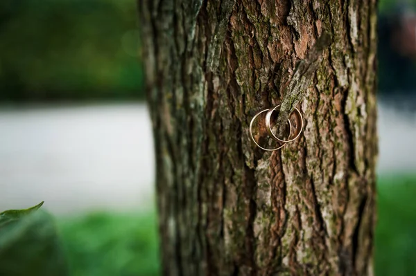 Пара Золотих Обручок Зеленому Тлі Кільця Тлі Листя Дерева Весілля — стокове фото