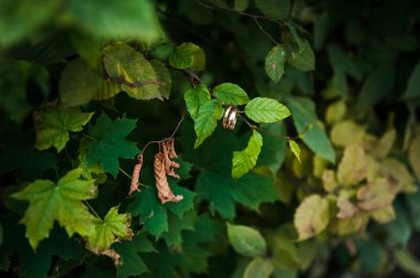 Yeşil arka planda bir çift altın alyans. Yaprakların ve ahşap düğünün arka planında halkalar