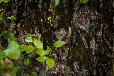 Yeşil arka planda bir çift altın alyans. Yaprakların ve ahşap düğünün arka planında halkalar