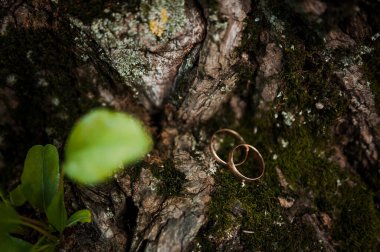 Yeşil arka planda bir çift altın alyans. Yaprakların ve ahşap düğünün arka planında halkalar