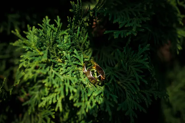 Par Anéis Casamento Dourados Num Fundo Verde Anéis Fundo Folhas — Fotografia de Stock