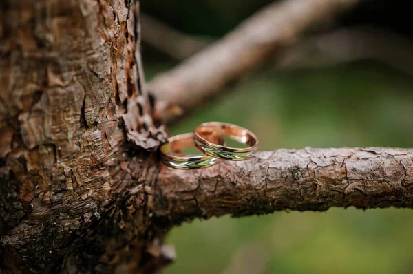 Пара Золотих Обручок Зеленому Тлі Кільця Тлі Листя Дерева Весілля — стокове фото
