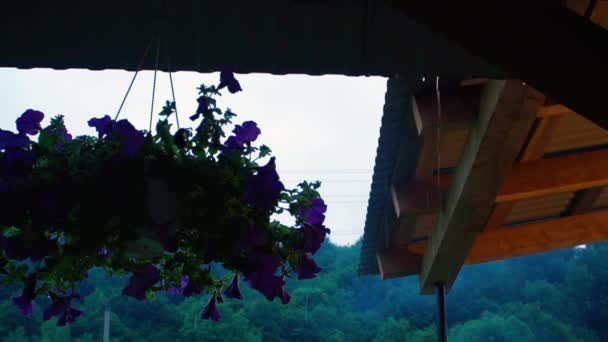 雨落在屋顶上，傍晚开花 — 图库视频影像