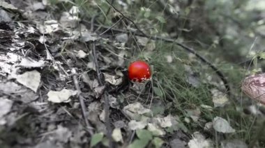 Gri ormandaki dejenere olmuş sinek mantarı 10 bit.