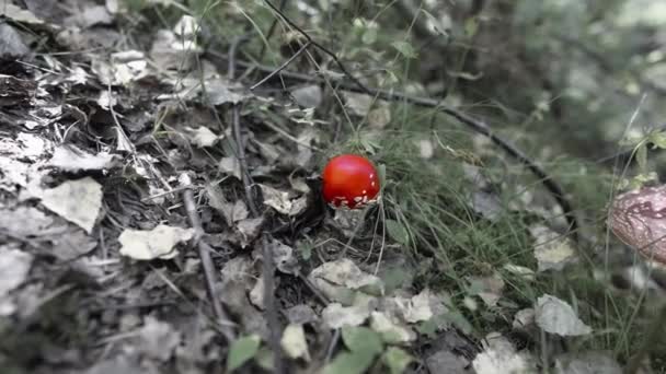 Desaturatie vliegen agaric paddestoel in het grijze bos 10bit — Stockvideo