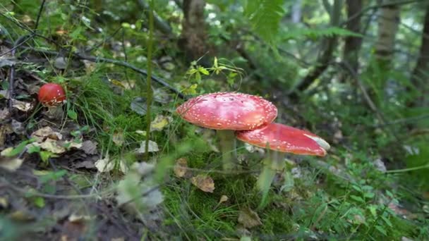 Weinig vliegen agaric paddenstoelen in het groene bos 10bit — Stockvideo