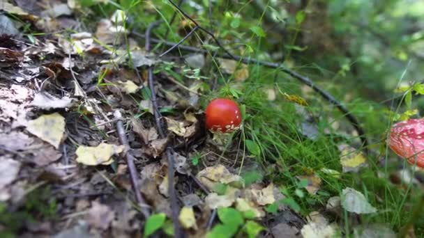 Cogumelo agárico de mosca pequena na floresta verde 10bit — Vídeo de Stock