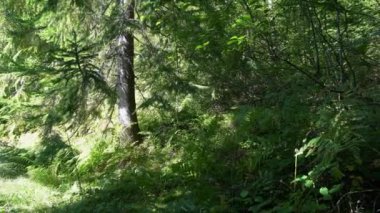 Yeşil orman ve üzerinde güneşin 10 bit parladığı ağaçlar.