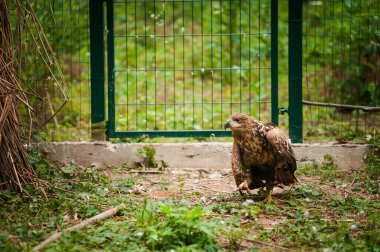 Griffon kafesin arka planında