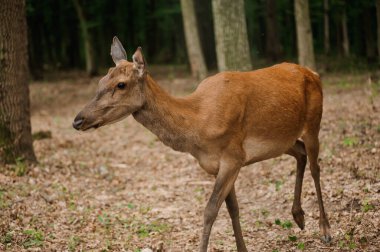 Ormanda bir arka planda Roe geyiği