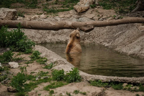 湖の茶色いクマ風呂 — ストック写真