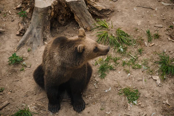 Braunbär Sitzt Wald Auf Dem Boden — Stockfoto