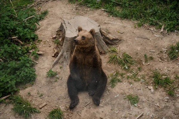 Браун Ведмідь Сидить Землі Лісі — стокове фото