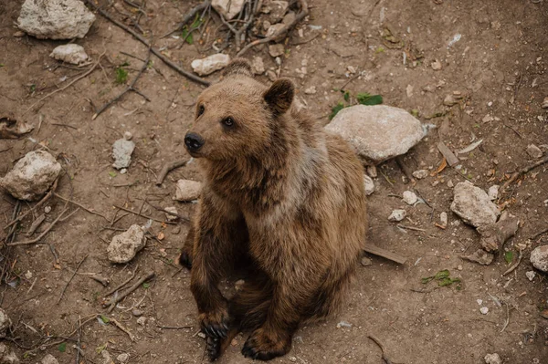 Браун Ведмідь Сидить Землі Лісі — стокове фото