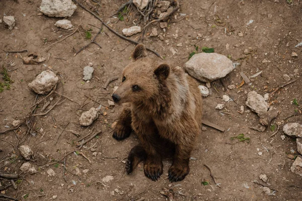 Medvěd Hnědý Sedí Zemi Lese — Stock fotografie
